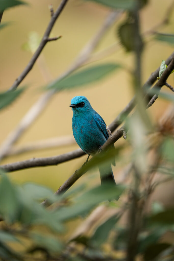 Verditer Flycatcher